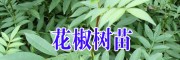 云南花椒樹(shù)苗多少一棵