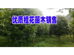 桂林苗圃所有八月桂整體出售@八月桂樹苗銷售@昆明春景園林綠化圖3