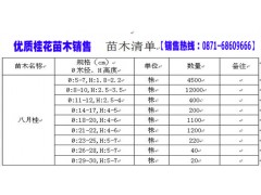 廣西大的桂花苗圃金桂和銀桂打包保本就賣13888204078圖2