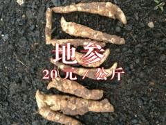 出售林地鮮地參綠色無公害品相好形如蟲草。長(zhǎng)6cm-13cm粗2cm圖2