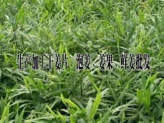 云南姜果行情%今日干姜片市場報價@羅平縣永和農業(yè)種植專業(yè)合作社圖2