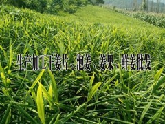 云南姜果行情%今日干姜片市場報價@羅平縣永和農業(yè)種植專業(yè)合作社圖3