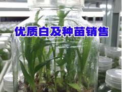 優(yōu)質(zhì)白芨種苗信息_西雙版納培育石斛/金線蓮/黃精/香蕉圖2