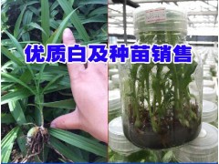 白芨中藥材種苗供應_云南白芨/白芨種苗培育基地_白芨農(nóng)業(yè)發(fā)展有限公司圖2