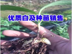 白芨中藥材種苗供應_云南白芨/白芨種苗培育基地_白芨農(nóng)業(yè)發(fā)展有限公司圖3