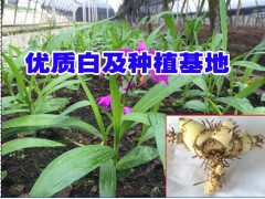 GAP白及種苗資源__今日保山白及鮮貨價(jià)格行情_西雙版納白芨圖2