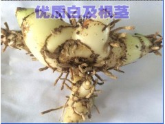 GAP白及種苗資源__今日保山白及鮮貨價(jià)格行情_西雙版納白芨圖3