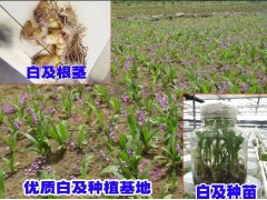 白芨鮮貨種植基地_白芨種苗基地直銷_白芨種植成本計(jì)算_云南白芨種苗銷售公司圖3