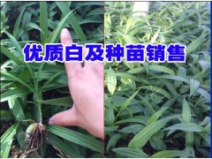 云南白芨鮮貨種苗_版納白芨價(jià)格圖2