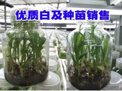 云南白芨鮮貨種苗_版納白芨價(jià)格圖3