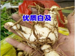 云南白芨苗培育重樓，白芨，黃精圖2