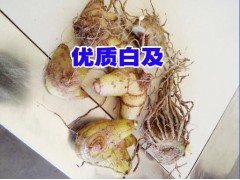 紅河/大理白芨_白芨苗培育石斛/金線蓮/黃精公司圖3