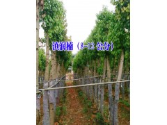 新云南紅葉石楠|滇潤楠|紅葉石楠（5-8公分）|8-12公分滇潤楠木怎么樣？圖3