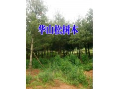 云南華山松銷售_曲靖華山松種植苗圃圖2