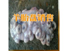 云南昆明羊胎盤哪里能買到?云南新鮮羊胎盤對外出售廠家圖3