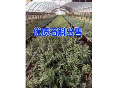 云南紅河好鐵皮石斛批發(fā)參數(shù)|鐵皮石斛種植網(wǎng)400-6633-626圖2