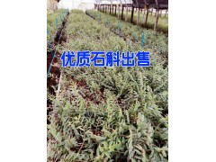 鐵皮石斛|建水干辣椒價格|_建水中藥種植基地信息圖3