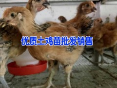 昆明雞苗批發(fā)｜昆明奄雞銷售｜嵩明土雜雞批發(fā)價格圖2