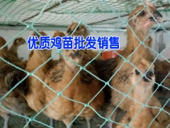 昆明雞苗批發(fā)｜昆明奄雞銷售｜嵩明土雜雞批發(fā)價格圖3