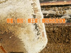 年蜂膠的價(jià)格|今日蜂蜜行情價(jià)格|云南好的蜂蜜評價(jià)生產(chǎn)商_0871-64155848圖3