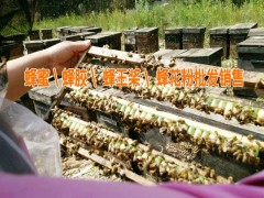 天然蜂膠多少錢(qián)|今日蜂蜜行情價(jià)格:0871-64155848圖3