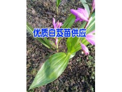 砂仁中藥材小苗&景谷砂仁幼苗供應(yīng)信息_砂仁種苗示范社圖3