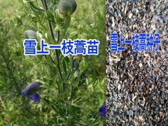 麗江雪山一支蒿哪里有賣&桔梗種子多少一斤%桔梗種子批發(fā)商圖3