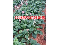 保山非洲菊花種植戶@保山非洲菊花批發(fā)廠家*騰沖非洲菊花價(jià)格圖2