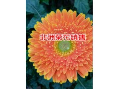 保山非洲菊花種植戶@保山非洲菊花批發(fā)廠家*騰沖非洲菊花價(jià)格圖3