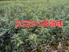 騰沖紅豆杉種子供應(yīng)商家圖2