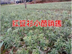 騰沖紅豆杉多少錢一棵*紅豆杉苗圃信息*紅豆格小苗行情%紅豆杉圖2