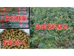 騰沖鐵皮石斛銷售價格&鐵皮石斛騰沖供應(yīng)商&優(yōu)質(zhì)鐵皮石斛&騰沖銷售商圖3