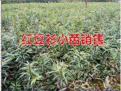 紅豆杉騰沖哪有紅豆杉小苗#紅豆杉價(jià)格& 紅豆杉供求信息圖2