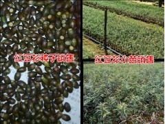 紅豆杉騰沖哪有紅豆杉小苗#紅豆杉價(jià)格& 紅豆杉供求信息圖3