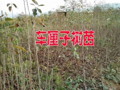 車?yán)迕?梨苗/柿子苗圃銷售多少一棵苗木繁育%昭通市昭陽苗圃圖2