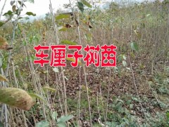 車?yán)迕?梨苗/柿子苗圃銷售多少一棵苗木繁育%昭通市昭陽苗圃圖3