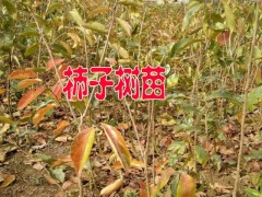 昭通柿子小樹(shù)苗信息#柿子樹(shù)苗低價(jià)格直銷(xiāo)信息圖2