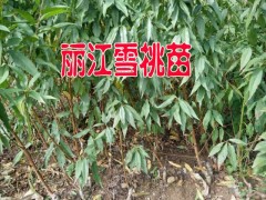 適合云南昭通種植的雪桃樹苗#昭通雪桃樹苗多少一棵？圖2