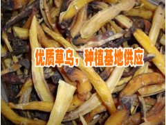 麗江玉龍縣奉科鄉(xiāng)黃/紫草烏種植基地 0871-64155848圖2