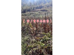 麗江黃草烏去皮圖片%黃草烏產(chǎn)地價(jià)格是多少一斤(55元一公斤)圖2