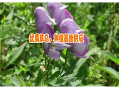 黃草烏銷售價格65元每公斤&麗江黃草烏產(chǎn)地銷售行情圖3