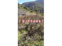 麗江紫草烏產(chǎn)地價(jià)格@麗江紫草烏圖片%麗江黃草烏鮮貨價(jià)格圖3