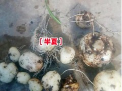 麗江旱半夏種植戶%云南哪有旱半夏基地&旱半夏批發(fā)市場價(jià)格圖2