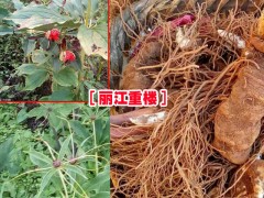 麗江重樓市場報價表%2017麗江重樓分布信息&麗江重樓圖片圖2