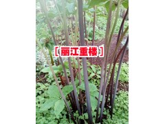 麗江重樓市場報價表%2017麗江重樓分布信息&麗江重樓圖片圖3