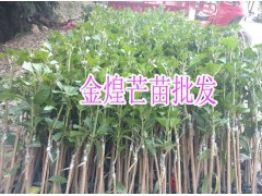 $金煌芒果四川能種-殖嗎*金煌芒果好還是青芒好&圖2