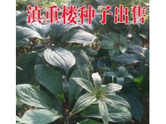 云南重樓 | 昆明重樓種苗繁育基地|圖3