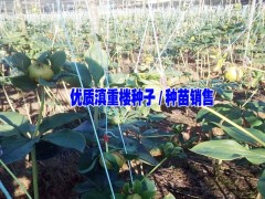 麻栗坡滇重樓種植技術(shù)|麻栗坡滇 重樓種苗|滇重樓價(jià)格|圖1