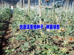 2017年七葉一 枝花又名重樓市場價格|麻栗坡重樓市場價圖2