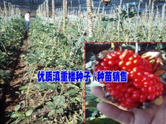 2017年七葉一 枝花又名重樓市場價格|麻栗坡重樓市場價圖3